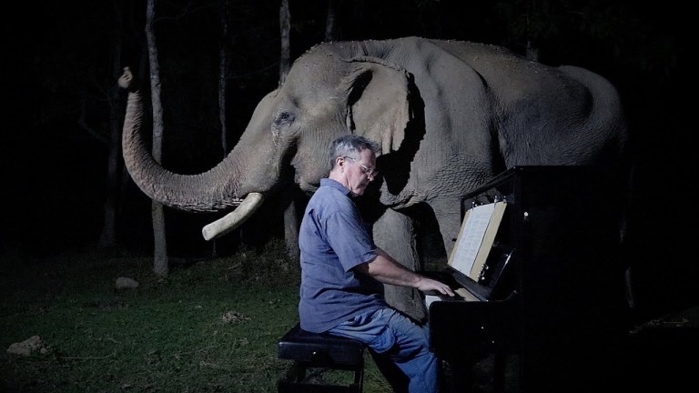 Elephant Music