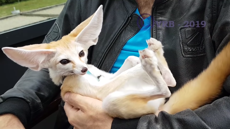 Fennec Fox Laughing