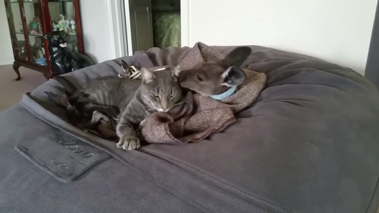 Kangaroo Joey Cleans Kitty's Ears