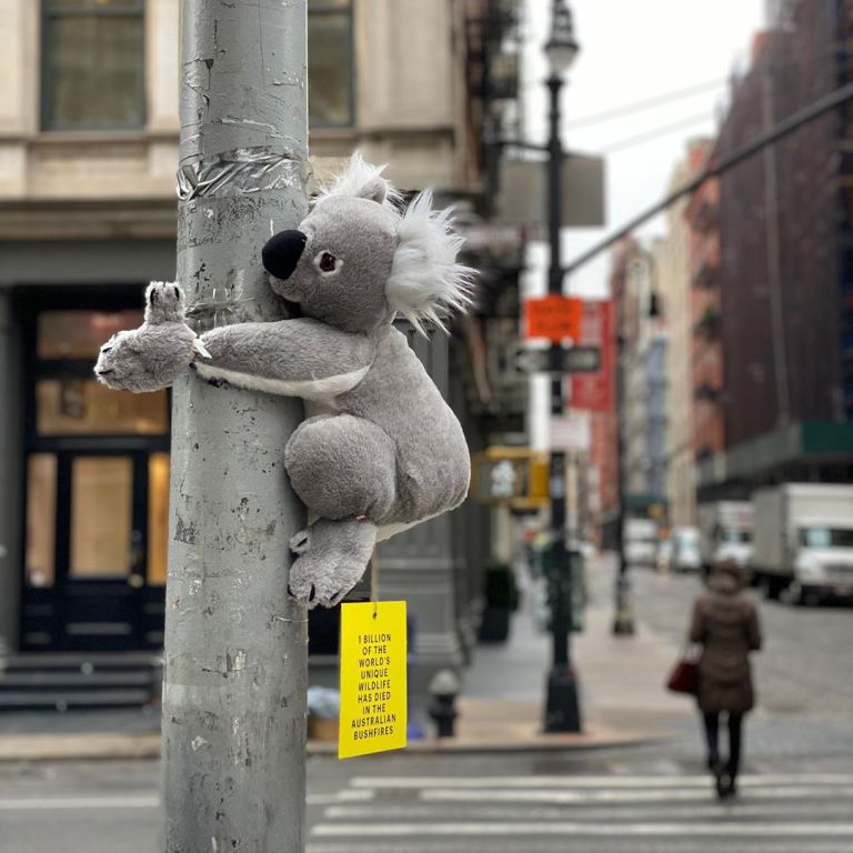 Koalas of NYC