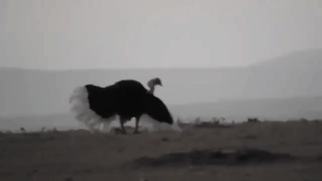 Mating Ostrich