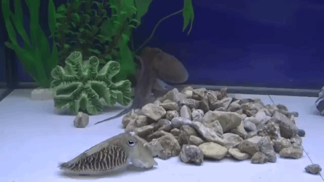 Octopus and Cuttlefish Play Hide and Seek