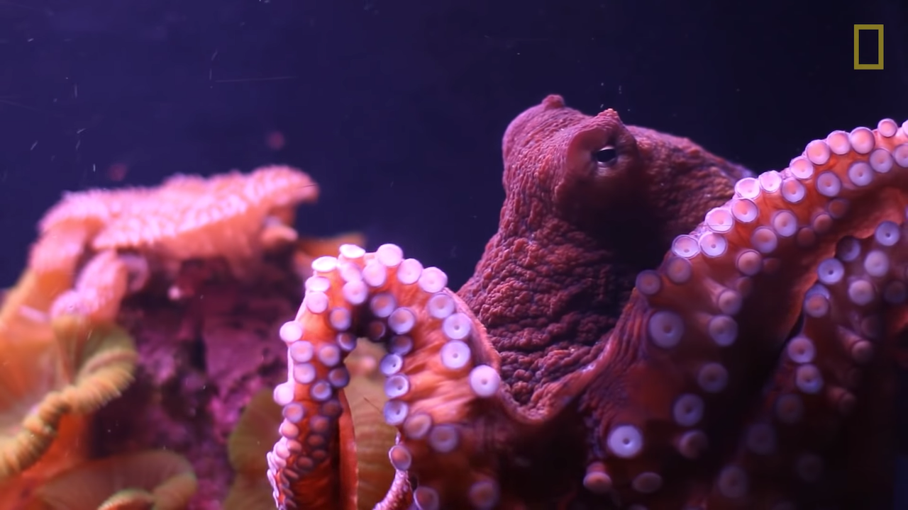 two moods octopus