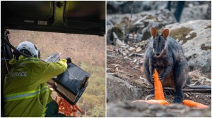 Operation Rock Wallaby Carrot Drop