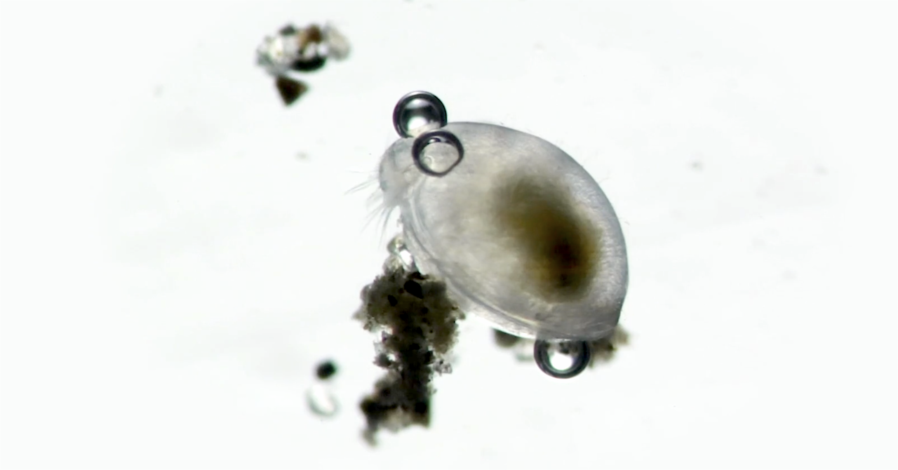 Ostracod.png