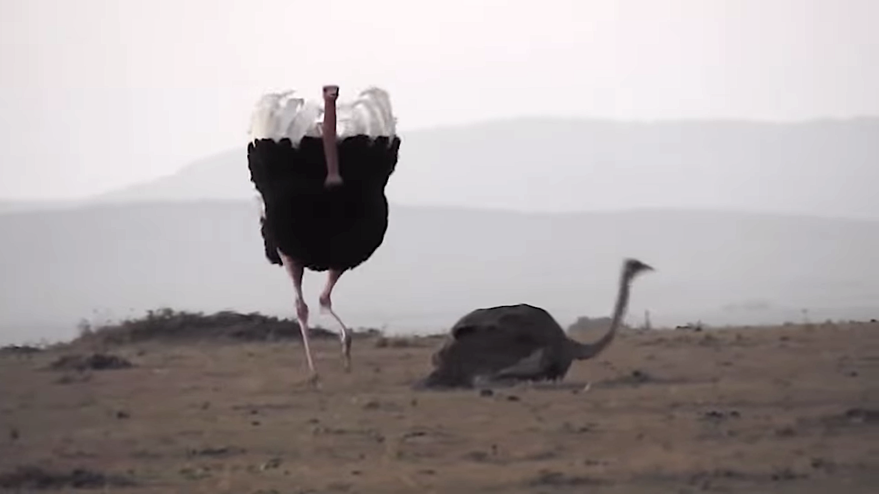 Ostrich-Mating-Dance-True-Facts.png