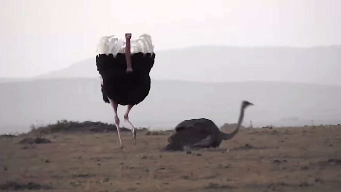 Ostrich Mating Dance True Facts