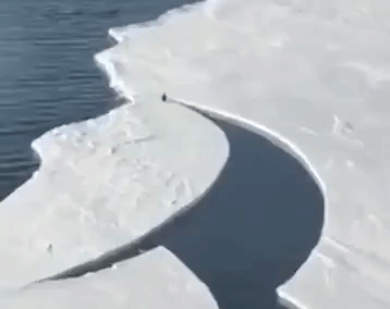 Penguin Races Crack in the Ice to Rejoin Friends
