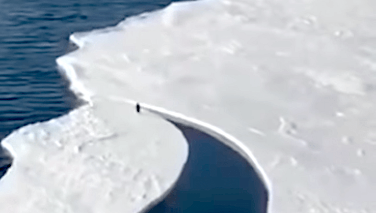 Penguin Races Crack in the Ice to Rejoin Friends