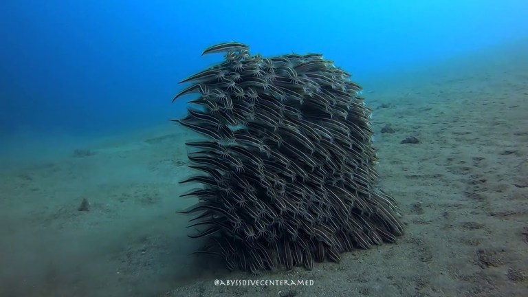 School of Juvenile Striped Eel Catfish Moving