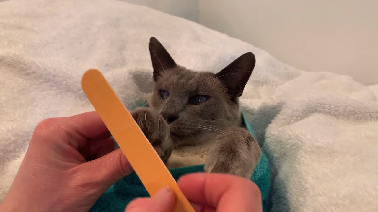 Siamese Cat Manicure