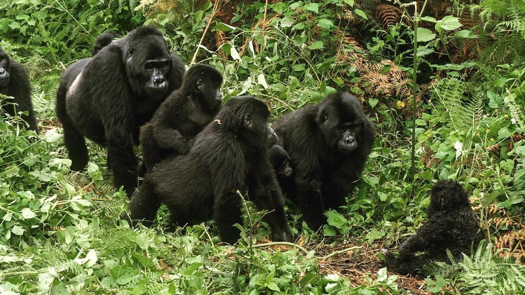 Silverback and Family Check Out Spy in the Wild