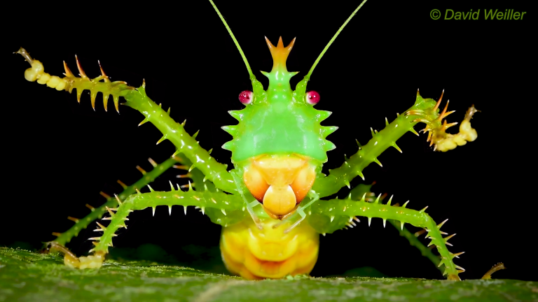 Spiny Devil Katydid