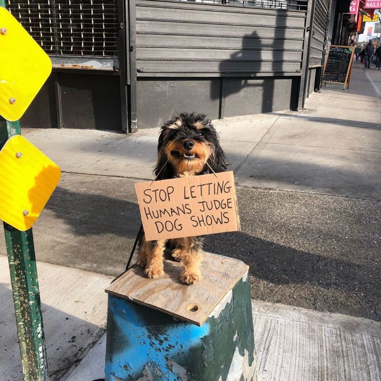 Stop Letting Humans Judge Dog Shows