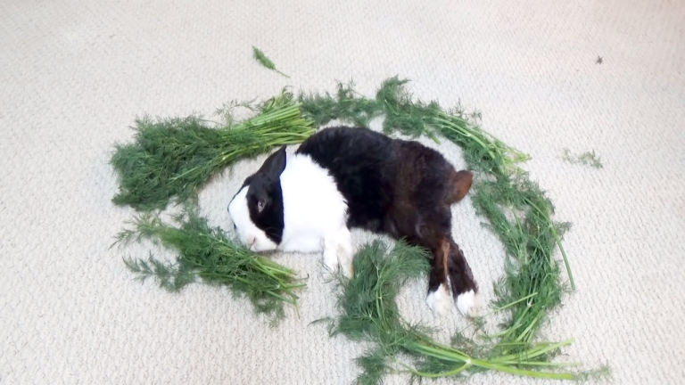 Waking A Sleeping Rabbit By Surrounding Him With Dill