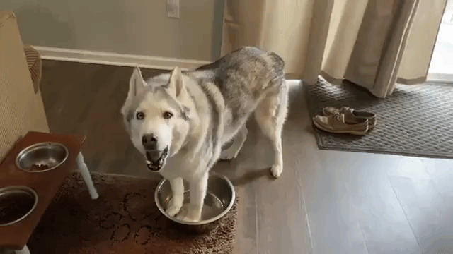 Zeus the Husky Whines for Water