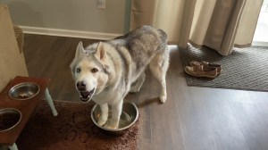 Zeus the Husky Whines for Water