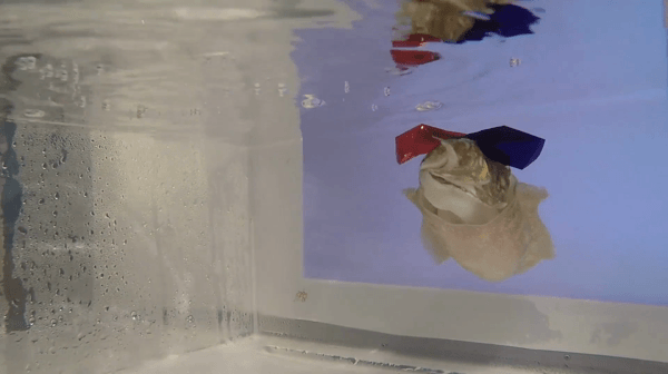 cuttlefish in 3d glasses