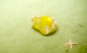 Adorable Flapjack Octopus Tries to Hide