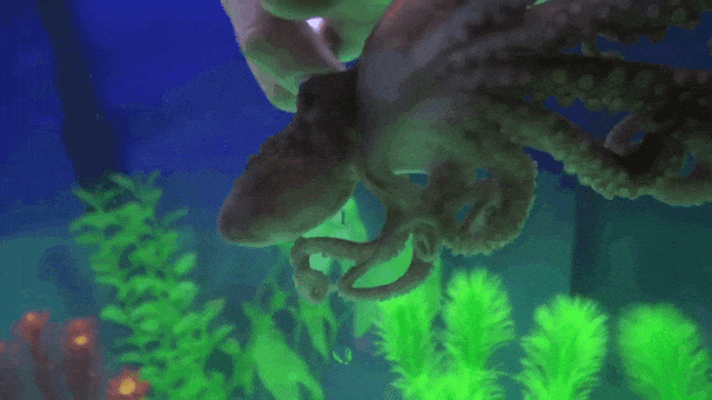 Affectionate Baby Octopus