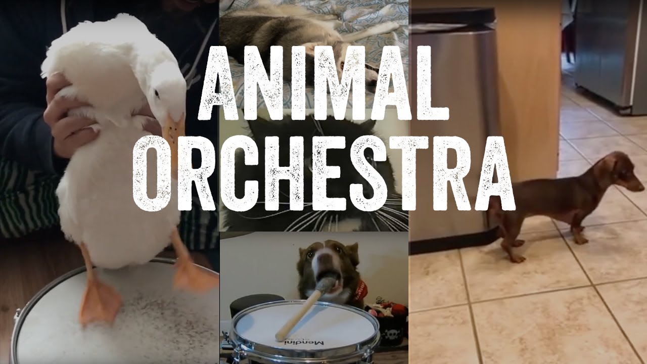 Animal-Orchestra.jpg