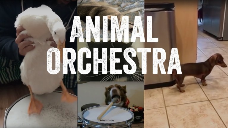 Animal Orchestra