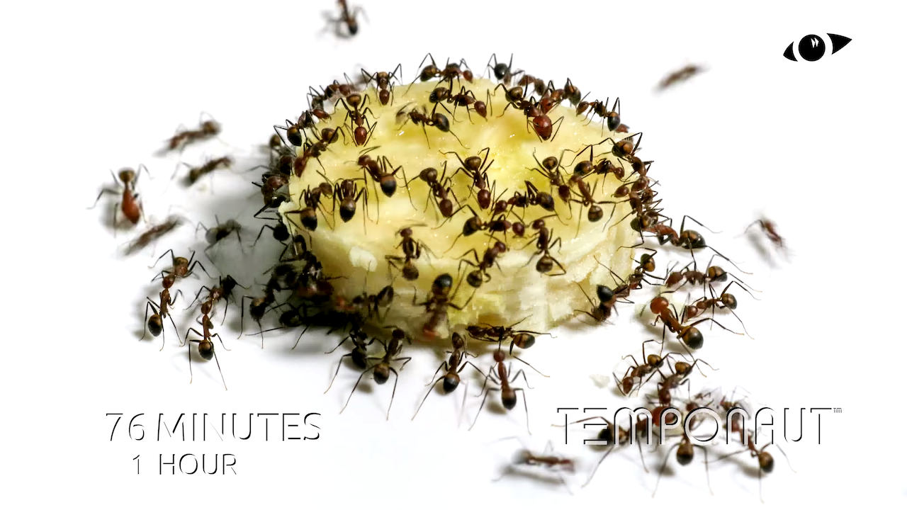 57 Hours of an Army of Ants Devouring a Banana Slice Compressed Into a  Three Minute Timelapse