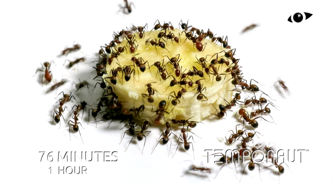 Ants Eating Banana