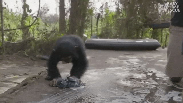 Baby Chimp Cleans the Floor
