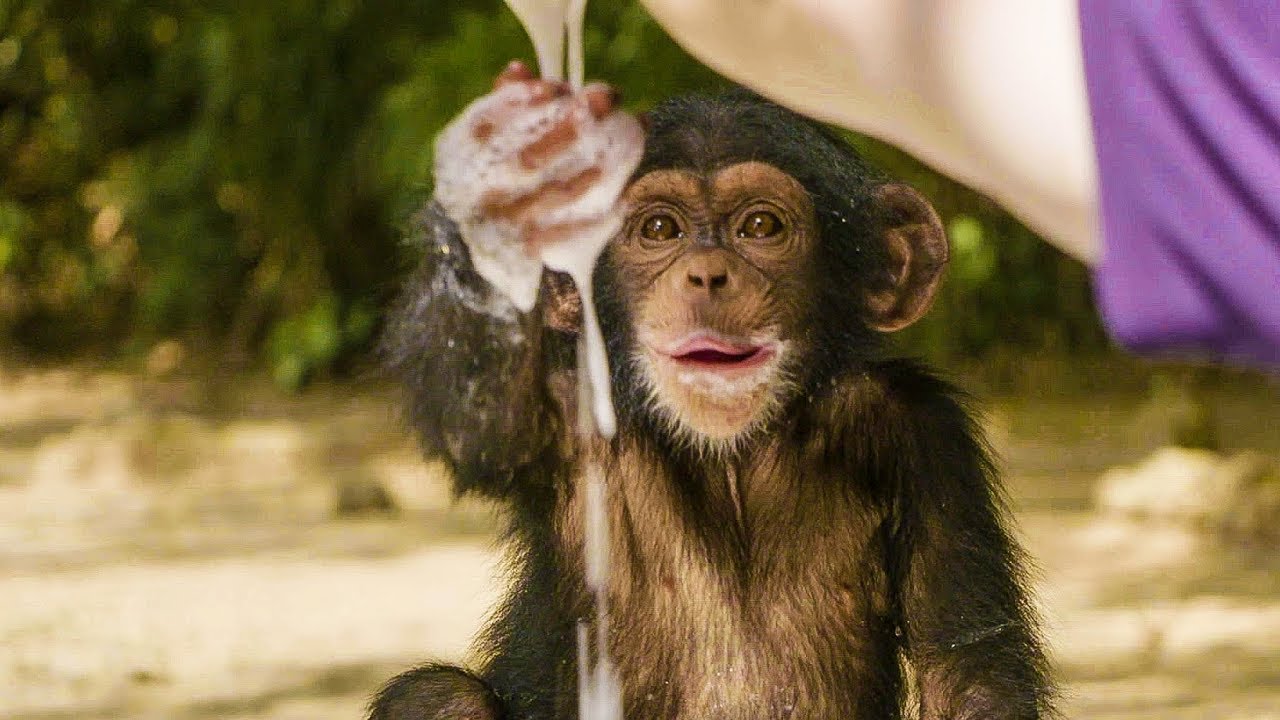 Baby-Chimp-and-Bubbles.jpg