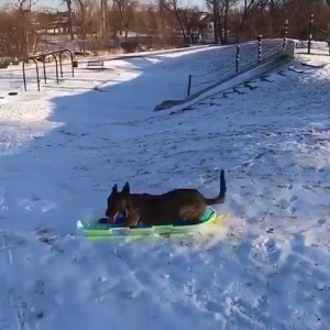 Best dog sledding