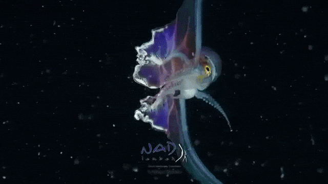 Blanket Octopus Unfurls Gossamer Wings