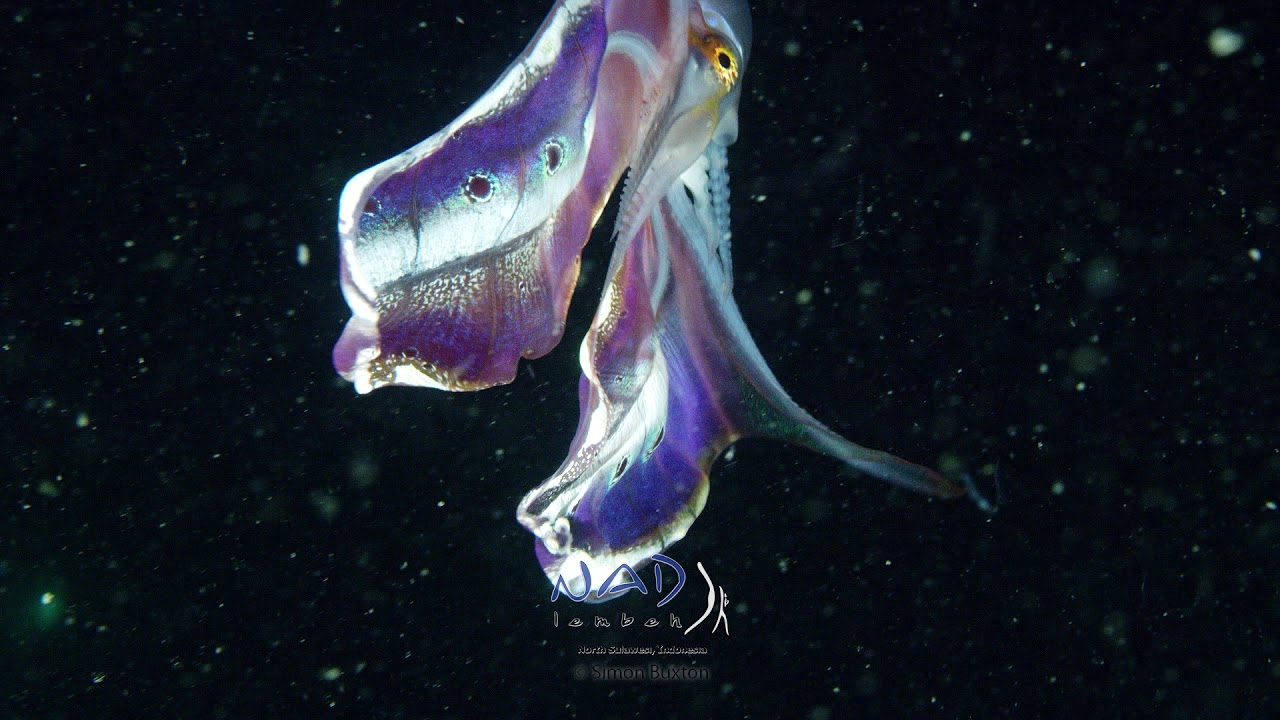 Gorgeous Footage of a Blanket Octopus Unfurling a Brilliant Butterfly Patterned Web While Swimming Away