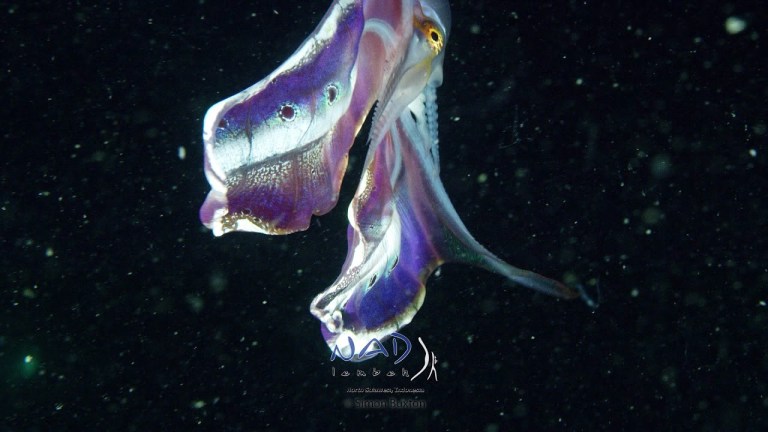 Blanket Octopus