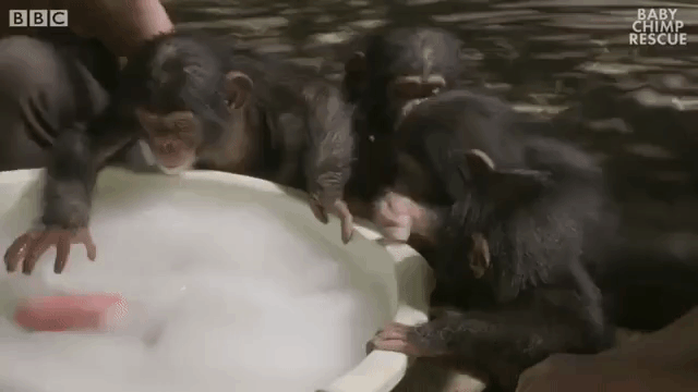 Bubbles and Baby Chimps
