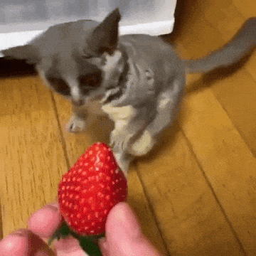 Bushbaby Investigates Strawberry