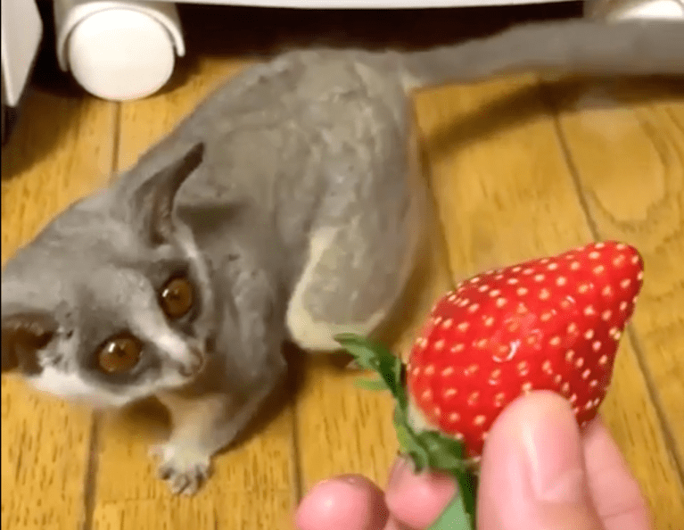 Bushbaby Investigates Strawberry