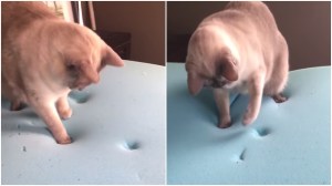Cat Confused by His Footsteps in Memory Foam