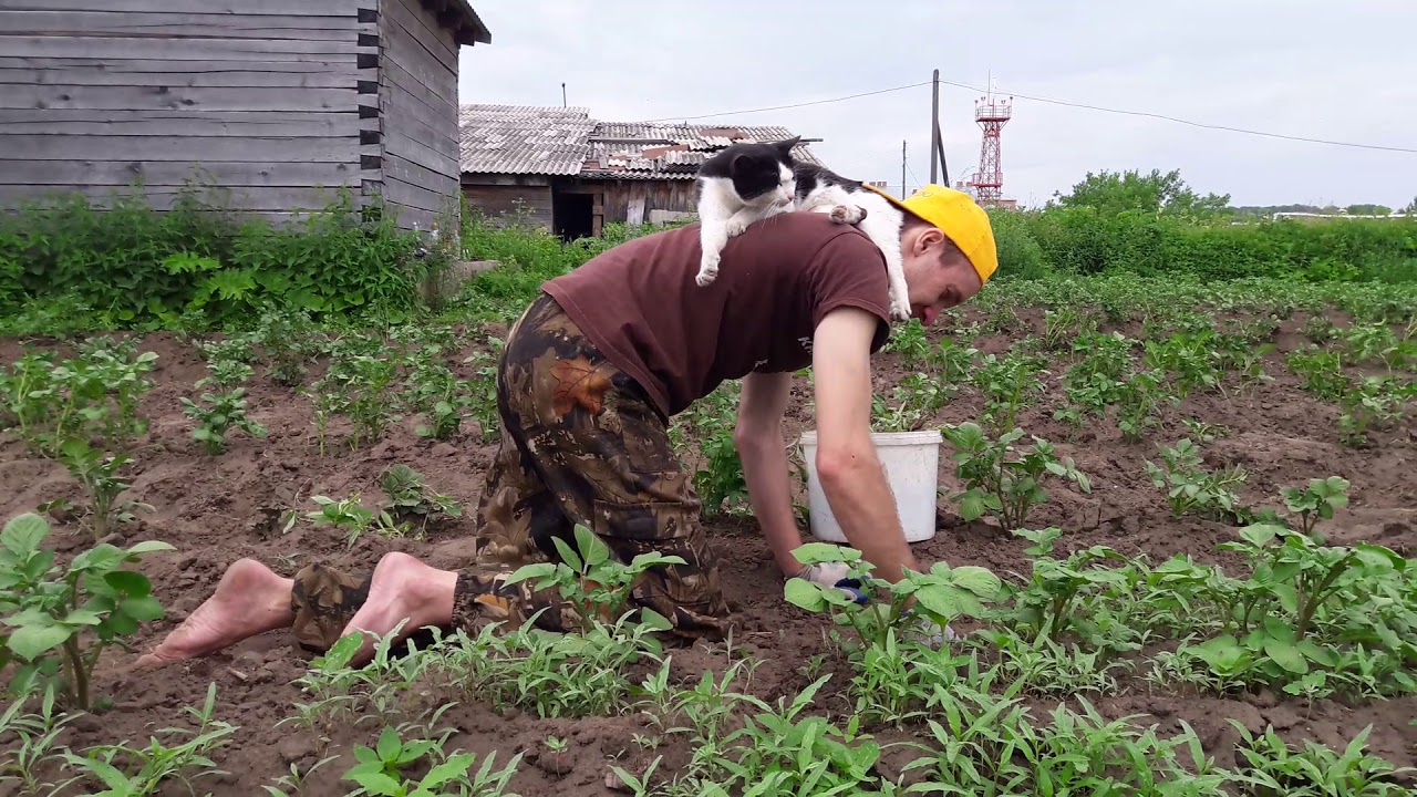 Cat-Helps-With-Gardening.jpg