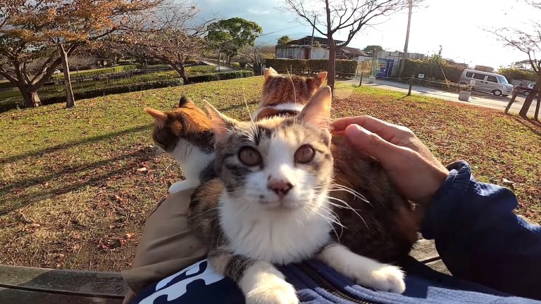 Cats Compete to Sit on Human Lap