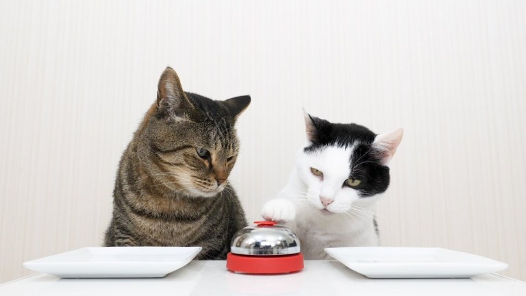 Cats Ring Bell for Treats