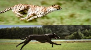 Cheetah v Greyhound