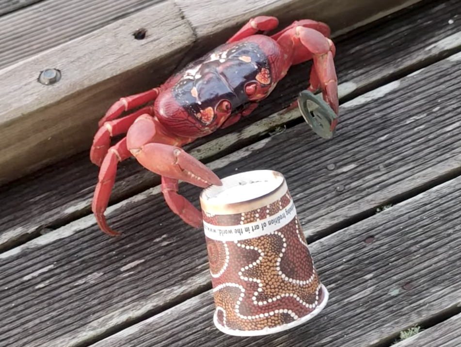 Caffeine-Deprived Christmas Island Red Crab Tries to Sneak Away With a Stolen Coffee Cup