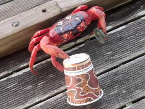 Christmas Island Crab Steals Coffee Cup