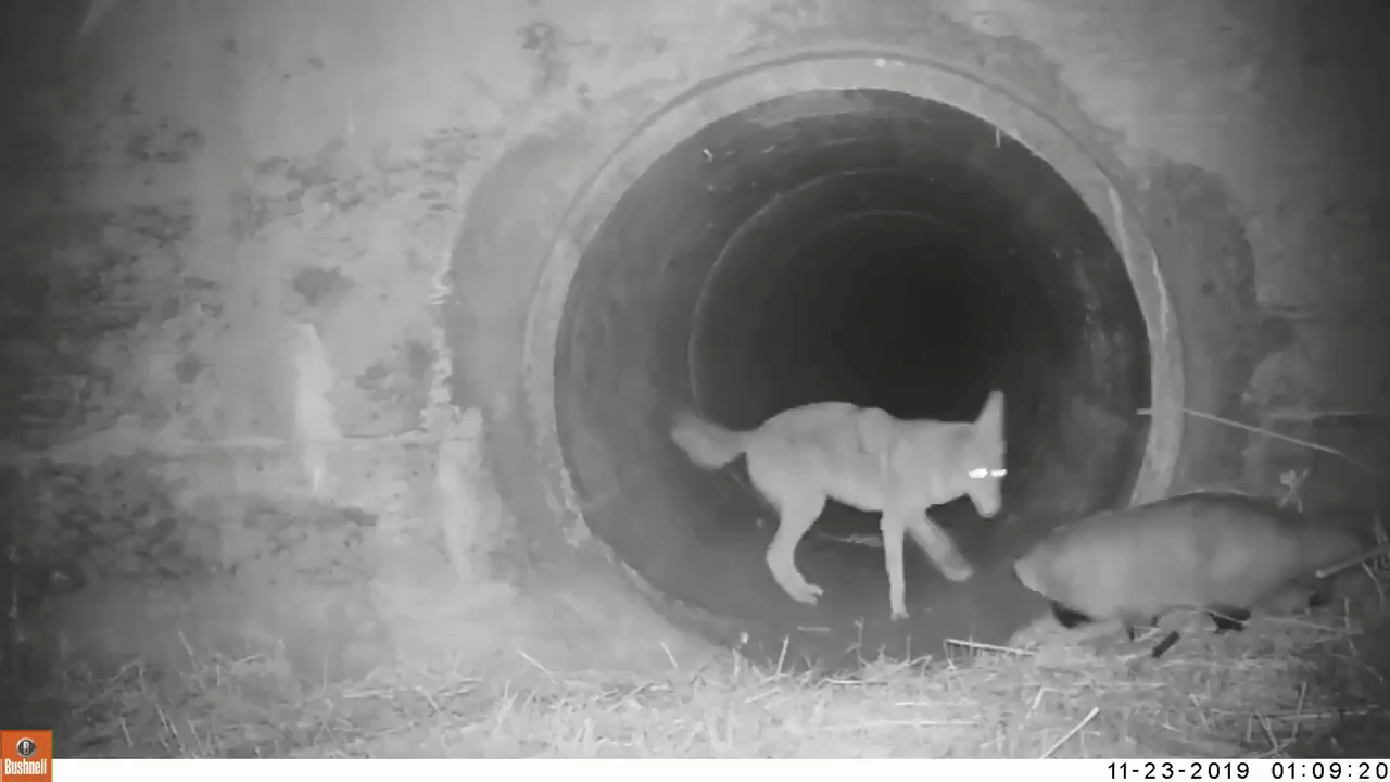 Coyote Leads Badger Into a Culvert to Cross the Street