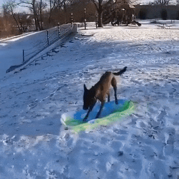 Dog Takes Himself Downhill Sledding