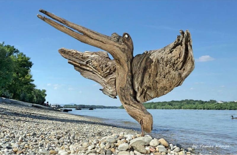 Driftwood Pelican