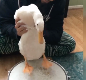 Duck Plays Drums With Feet