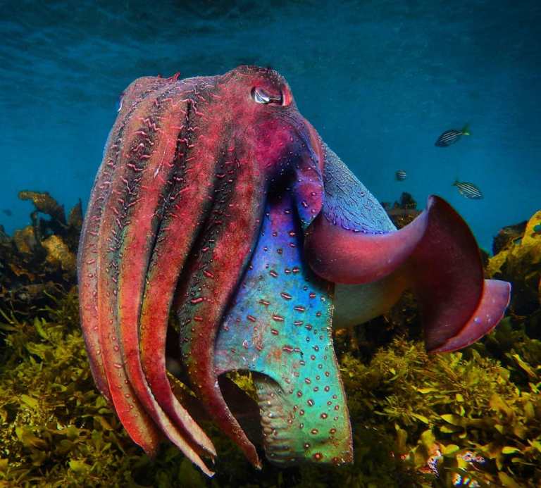 Giant Cuttlefish