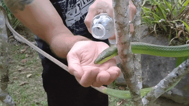 Grateful Snake Drinks From Hikers Hand